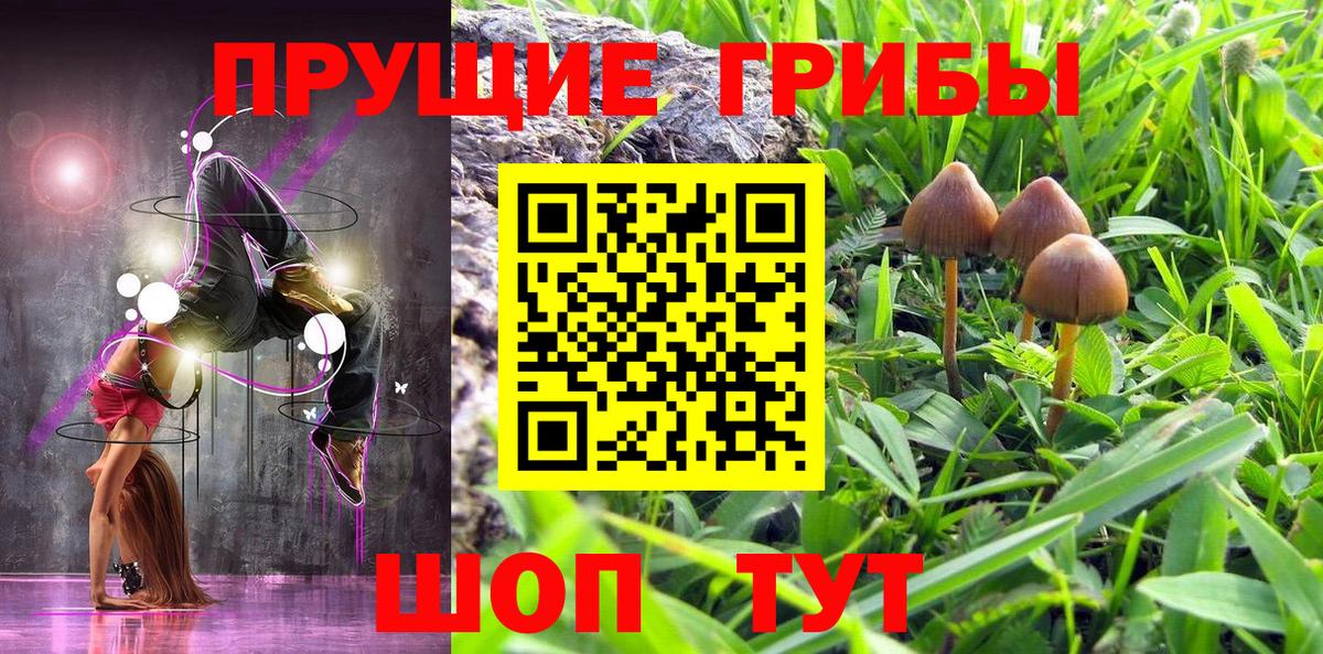 Галлюциногенные грибы Psilocybine cubensis  как найти   Большой Камень  Вход с VPN 